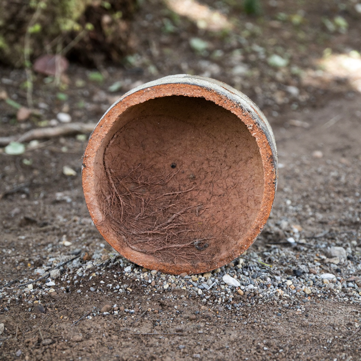 Fine tree roots entering the joint of an exposed clay sewer pipe in a Littleton yard.